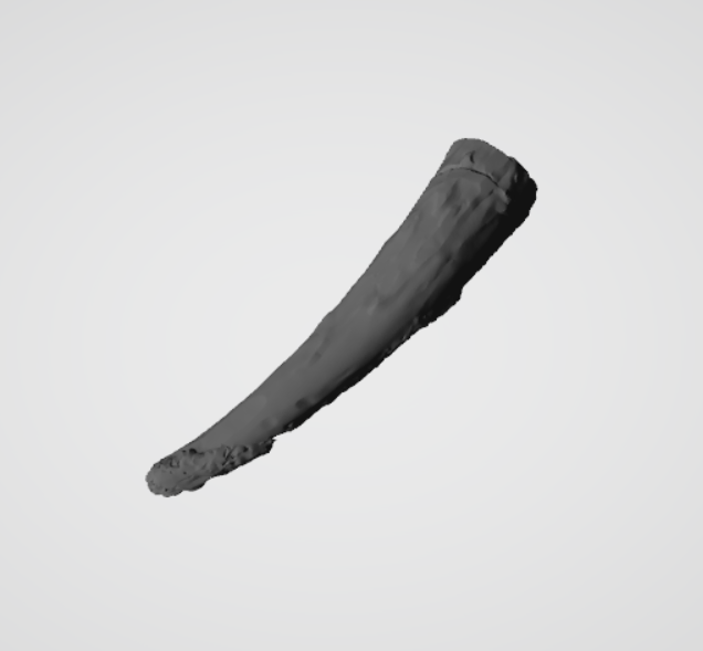 Fragment poroża sarny